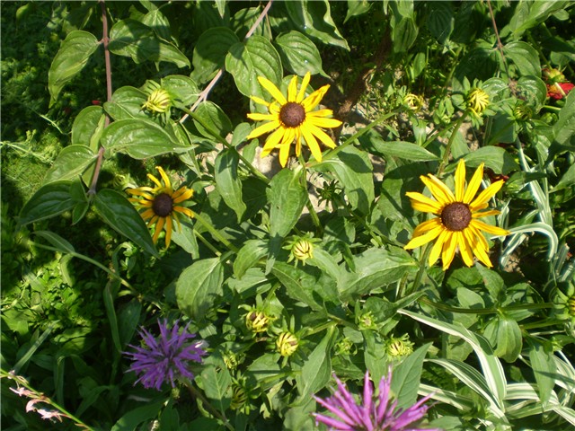 rudbeckia